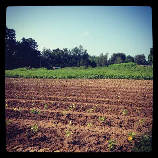 Squash begins to bloom early in the season.